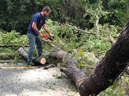 How Our Tree Care Process Works  in  Galveston, TX